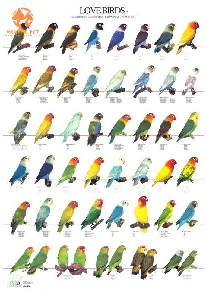 các màu sắc phổ biến của vẹt lovebird